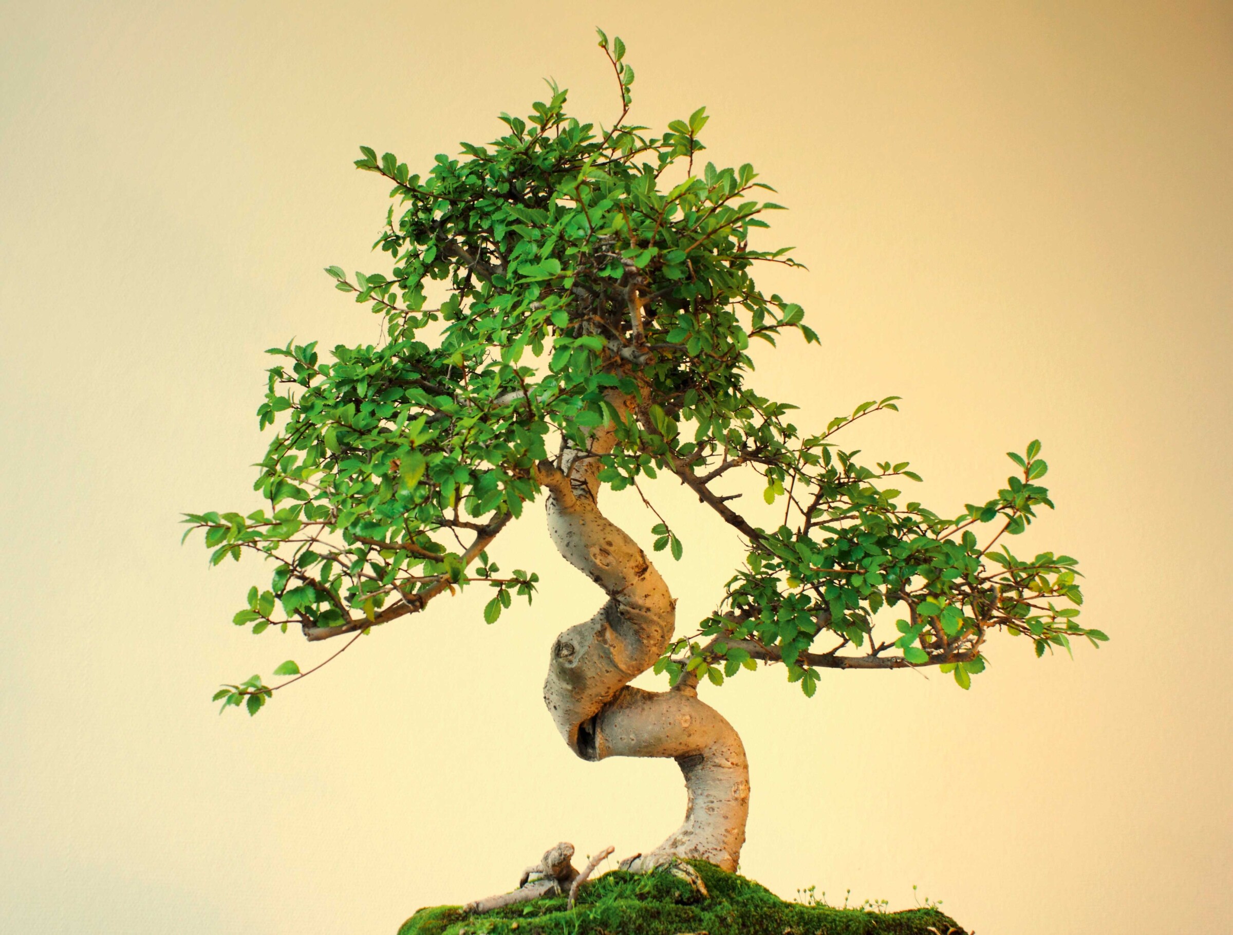 Bonsai kleiner Baum ganz groß Mitsubishi Electric EDM
